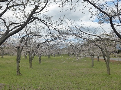 どこまでも続く桜のアーチが見事です。