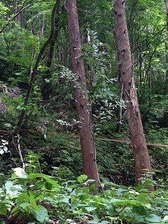 shirakami5