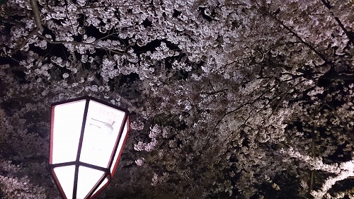 夜桜も。どちらも見ごたえがありました。