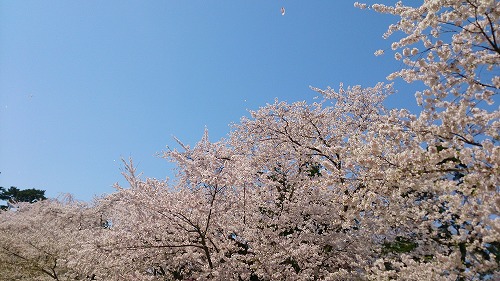 花びらひらり。青空との共演も