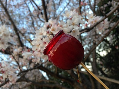 リンゴ飴と桜。