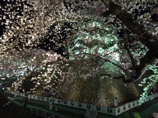 夜桜も最高です！静けさの中に華やかさがありました。