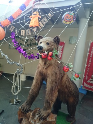 どうも、クマです