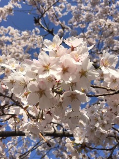 厳しい冬を越えて咲いた今年の青森の桜です。
