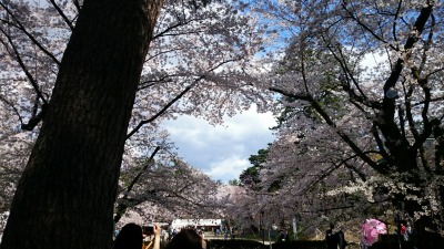 来年は見つけられるかなー？