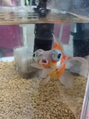 ボクは元気で~す!