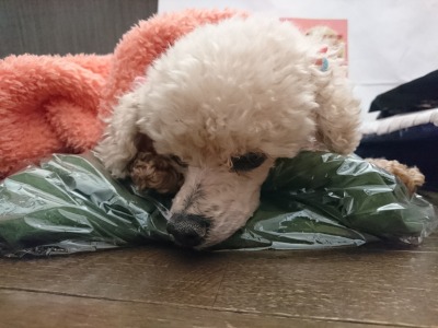 落ち着いてる・・・!