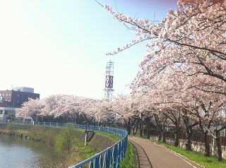 震災の年に力強く咲いた桜