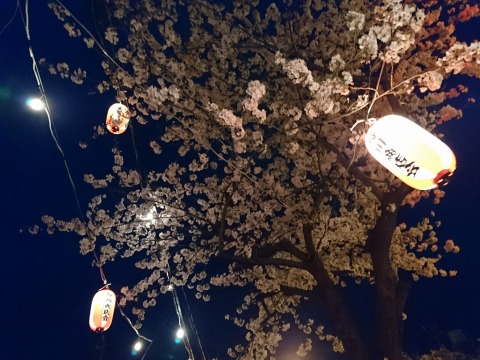 風で乱れる提灯と桜