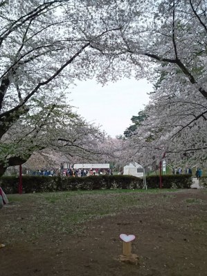 弘前公園のハートの桜♪