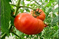 tomato1.jpg (17274 oCg)