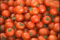tomato1.jpg (12631 oCg)