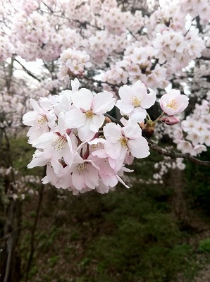 日本一の弘前公園の桜。