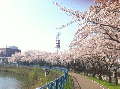 青森市のATV近くの桜並木です。花吹雪は見事でしたよ～