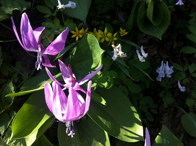 カタクリの花（紫）と山野草たち
