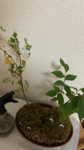 枯れた苔玉