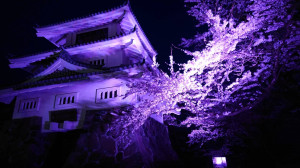 IMG-7081