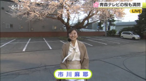0412_181520わっち！！ニュース【遊園地で桜満開！特等席からの眺め▽歴史館・三厩の鉄路ほか】【天】【Ｎ】