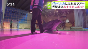 0507_183425わっち！！Ｎｅｗｓ【母の日に影響・物価高▽イルカに触れる連休おすすめスポット】【天】【Ｎ】