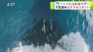 0507_183707わっち！！Ｎｅｗｓ【母の日に影響・物価高▽イルカに触れる連休おすすめスポット】【天】【Ｎ】